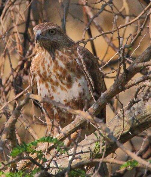 Image of Madagascan Buzzard