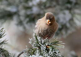 Image of Brown-capped Rosy Finch