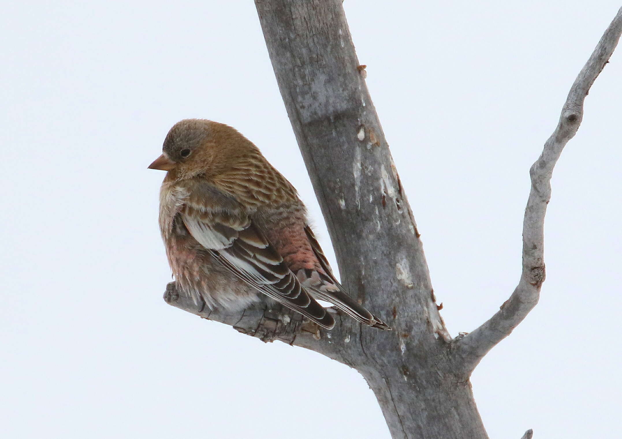 Leucosticte australis Ridgway 1874的圖片