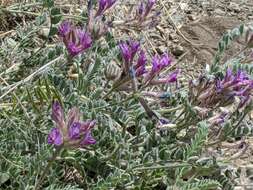 Image of bent milkvetch