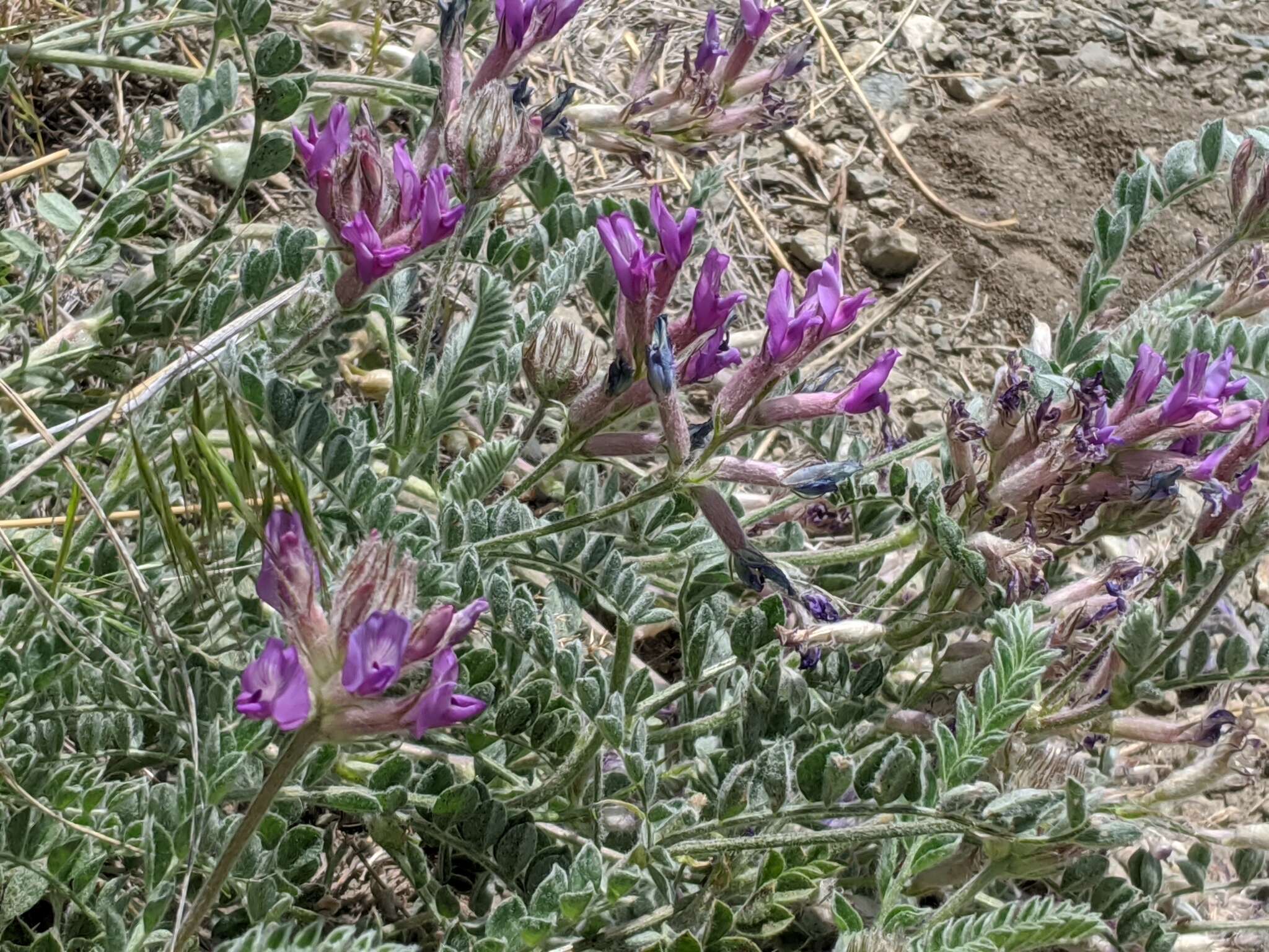 Image of bent milkvetch