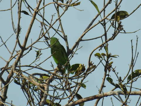 Image of Golden-winged Parakeet