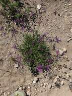 Image of Sierra beardtongue