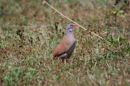 Image of Small-billed Tinamou