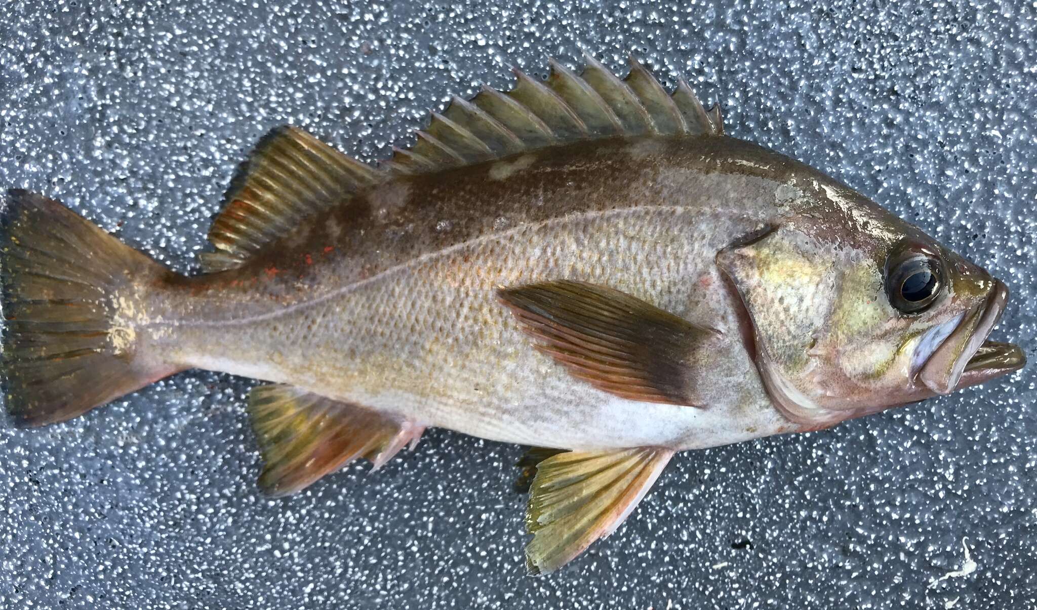 Image of Yellowtail rockfish