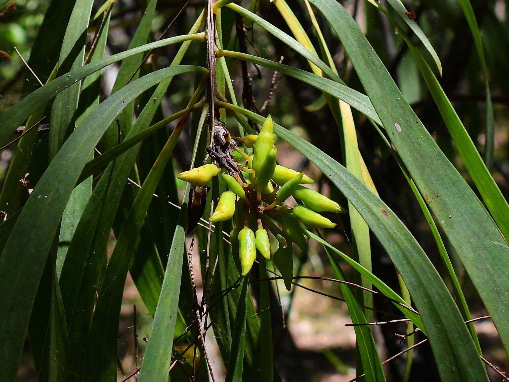 Image of Persoonia falcata R. Br.