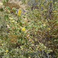 Image of Abutilon indicum subsp. indicum