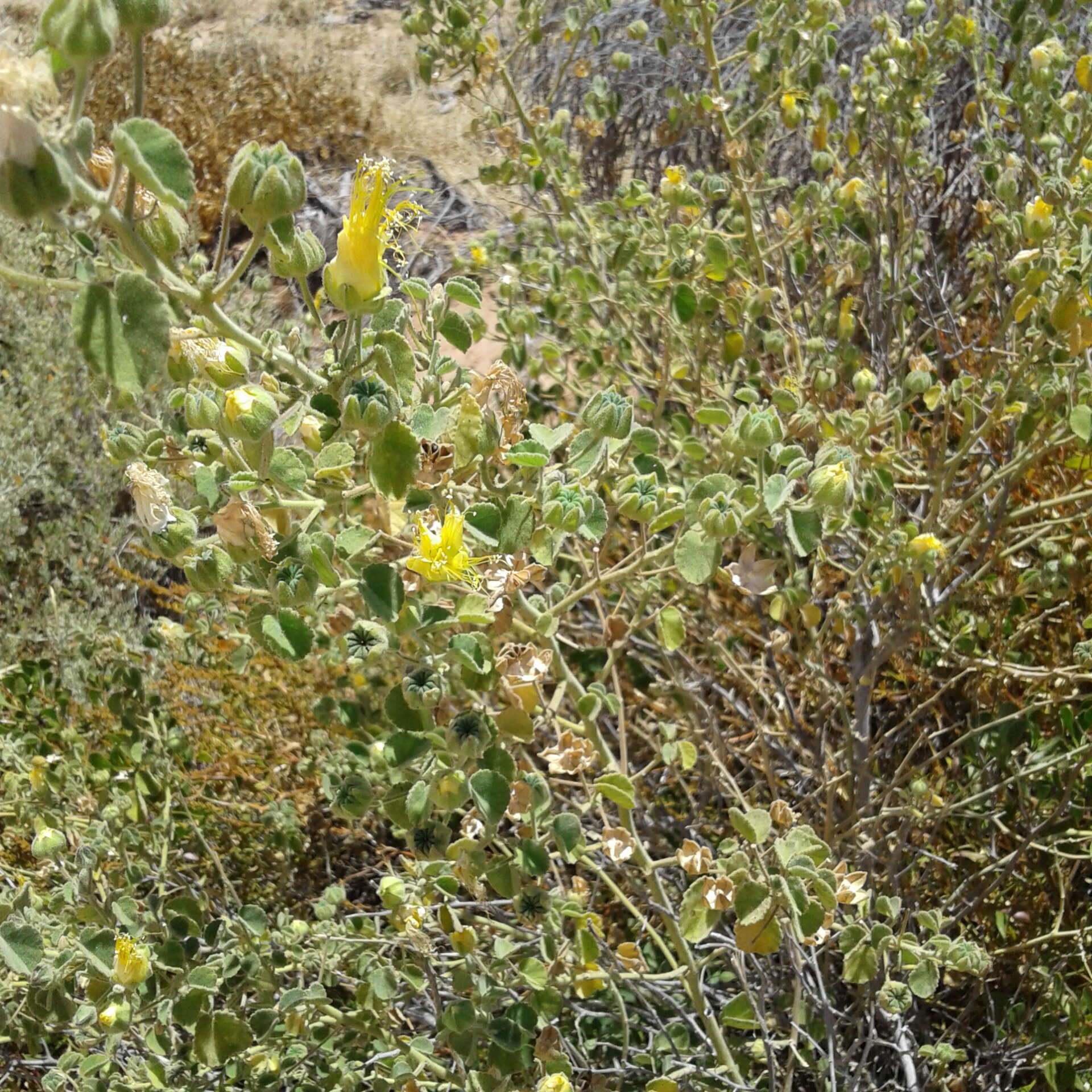 Imagem de Abutilon indicum subsp. indicum