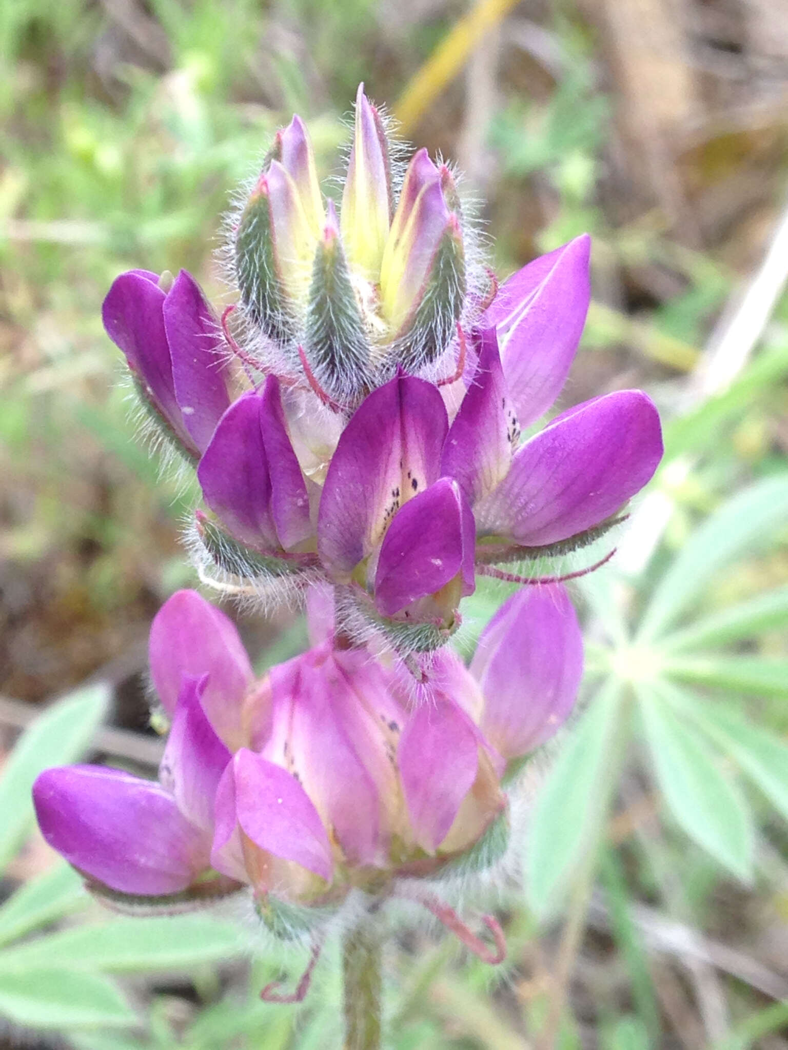 Image of <i>Lupinus <i>microcarpus</i></i> var. microcarpus