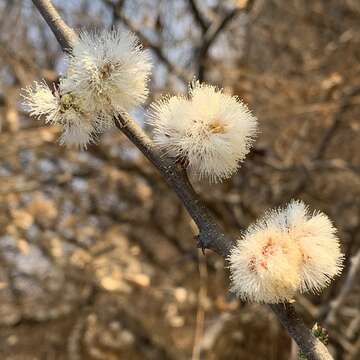 Sivun Senegalia mellifera (Vahl) Seigler & Ebinger kuva