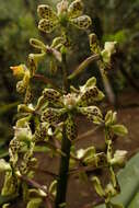 Image of Prosthechea crassilabia (Poepp. & Endl.) Carnevali & I. Ramírez