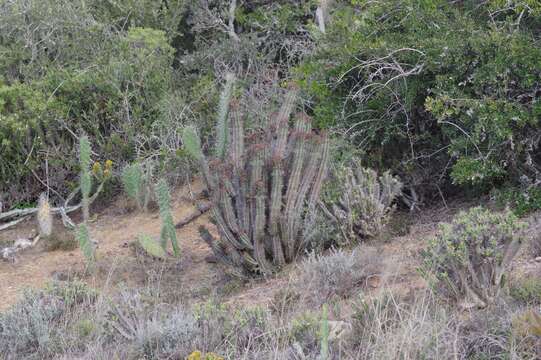 Imagem de Euphorbia inconstantia R. A. Dyer