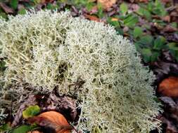 Cladonia arbuscula subsp. mitis (Sandst.) Ruoss resmi