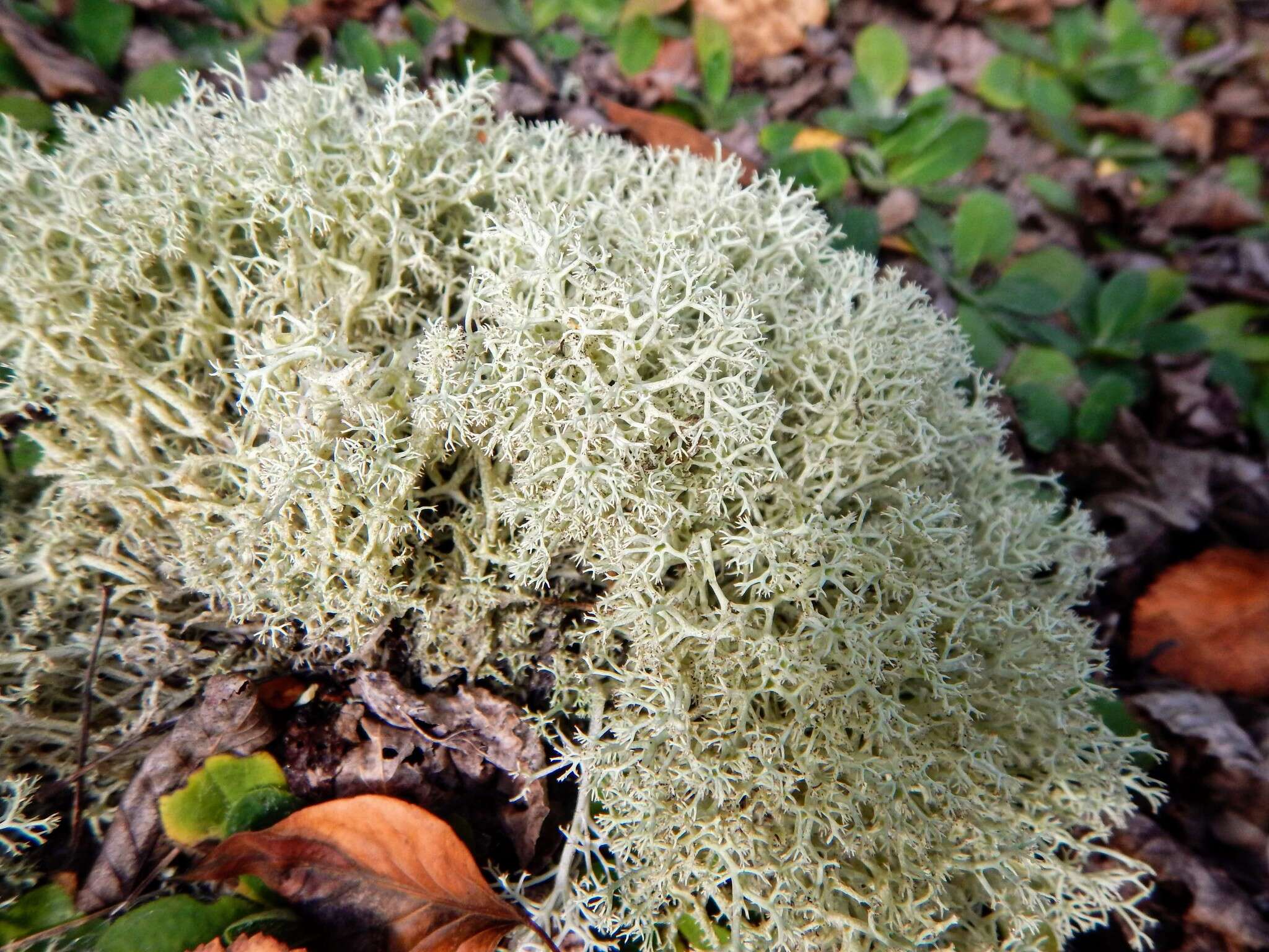 Image of reindeer lichen