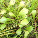 Image of Leptinella dioica subsp. monoica (D. Lloyd) D. G. Lloyd & C. J. Webb