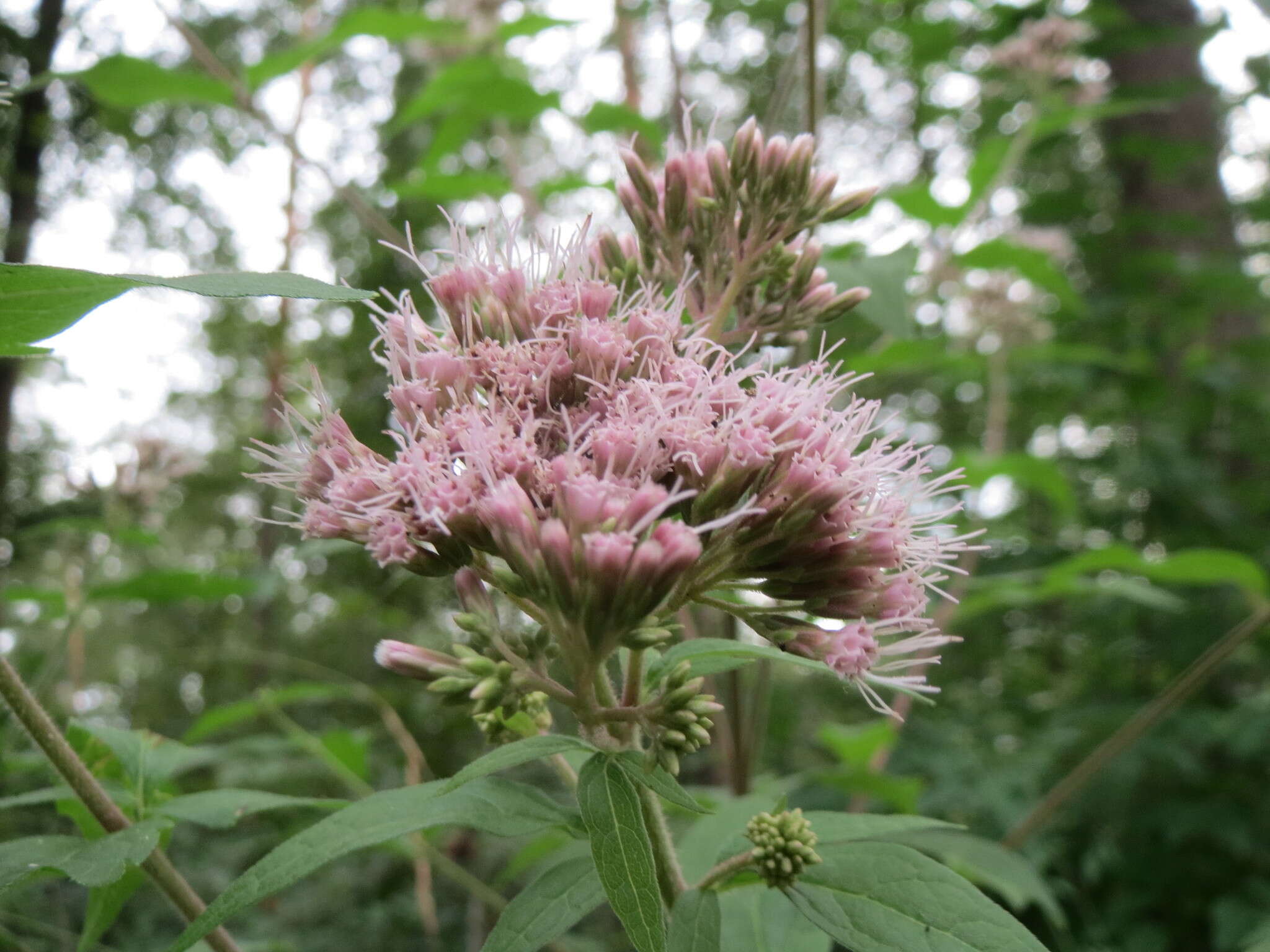 Image of hemp agrimony