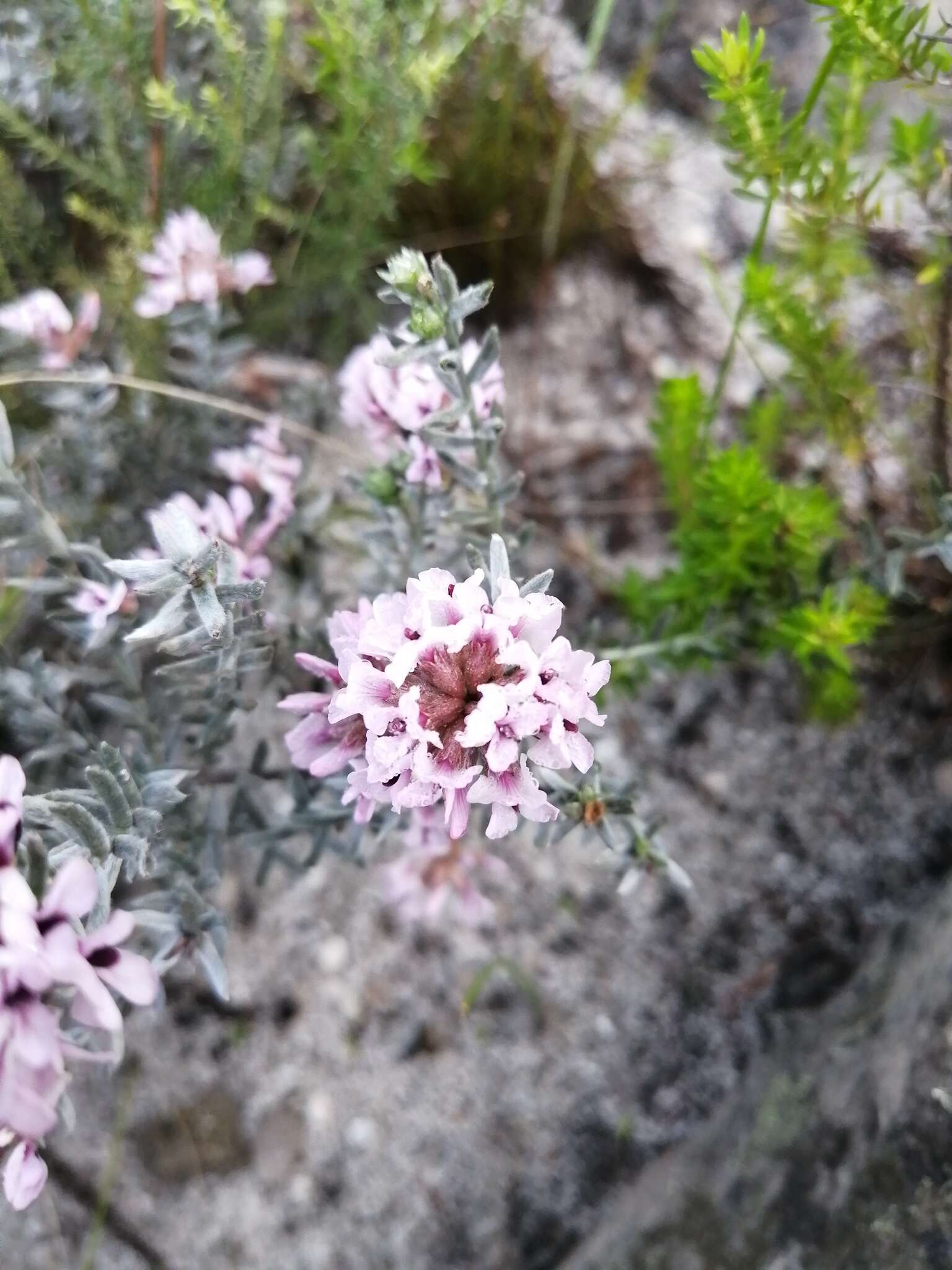 Image of Amphithalea ericifolia subsp. ericifolia