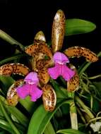 Sivun Cattleya tigrina A. Rich. kuva