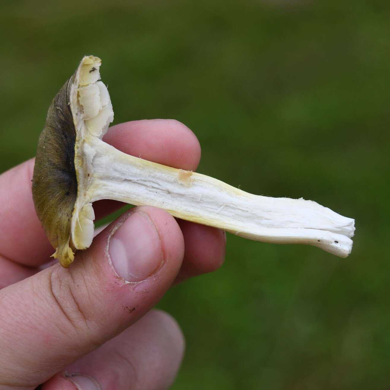 Plancia ëd Tricholoma viridilutescens M. M. Moser 1978