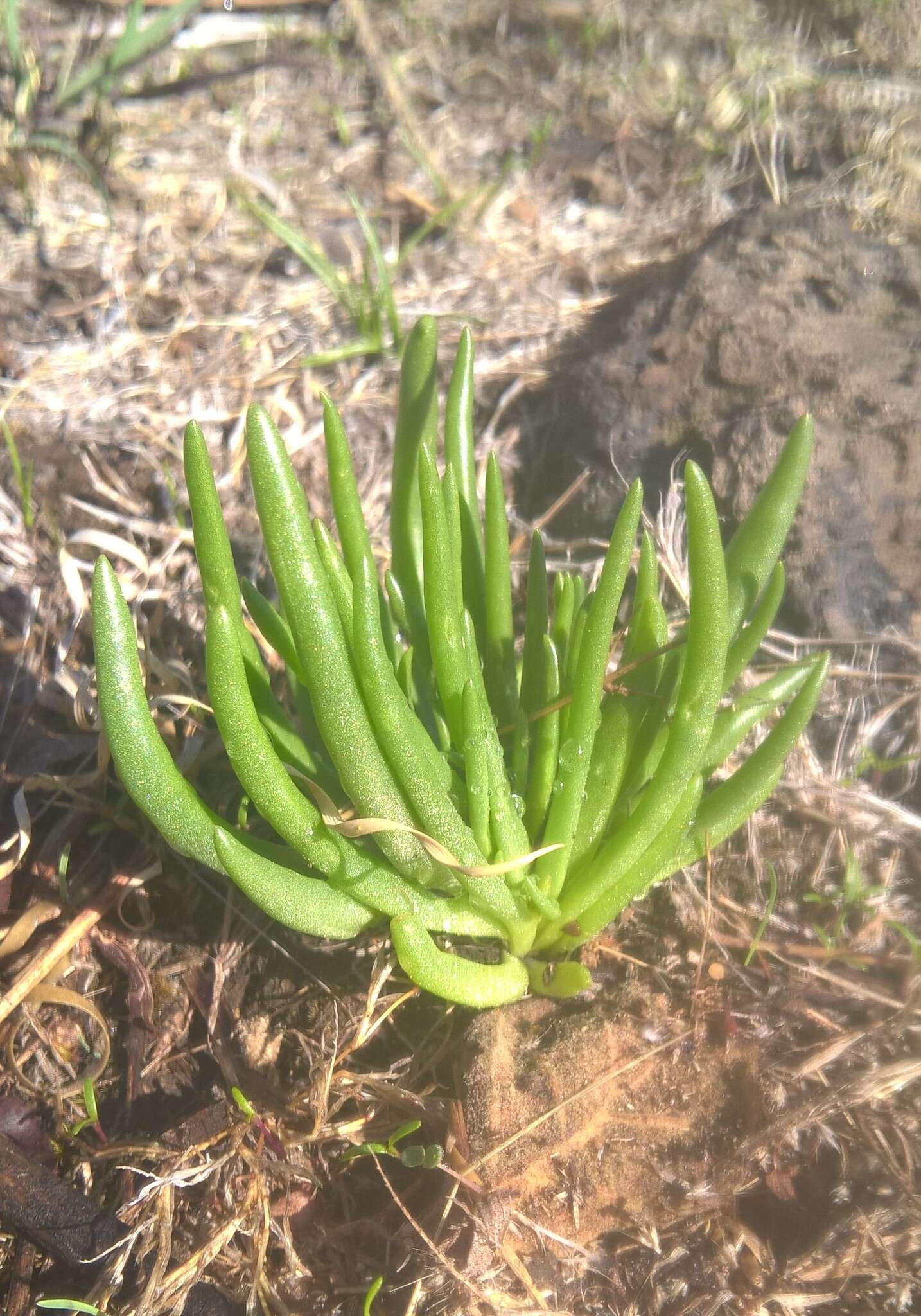 Imagem de Phemeranthus napiformis (DC.) Ocampo