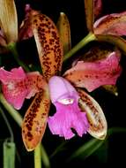 Image of Cattleya tigrina A. Rich.