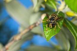 Image of Dolichovespula alpicola Eck 1984