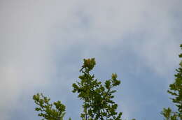 Image of Yellowhammer