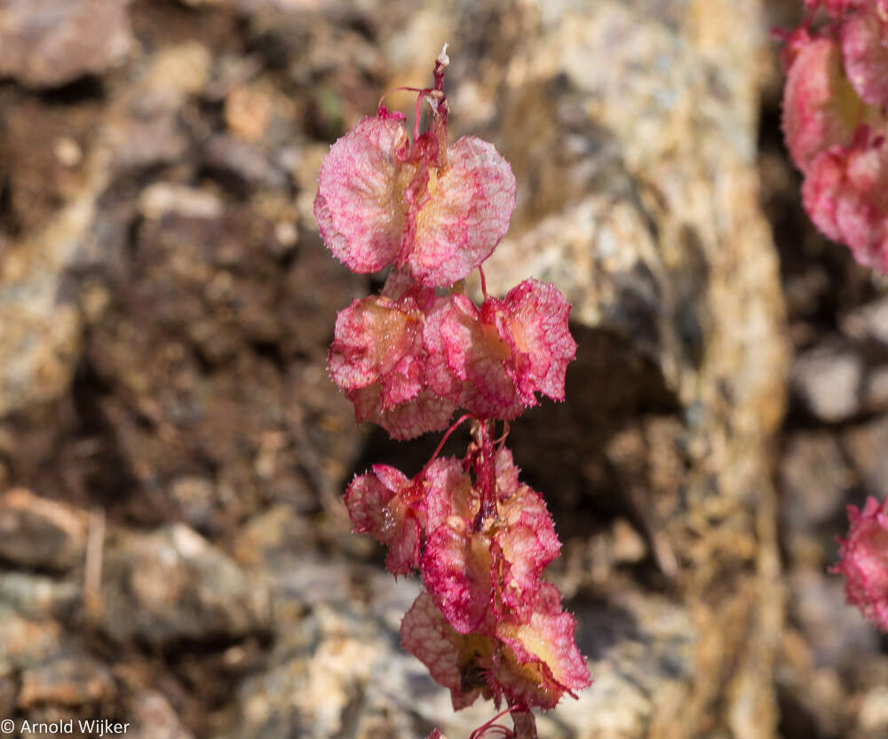 Rumex cyprius Murb. resmi