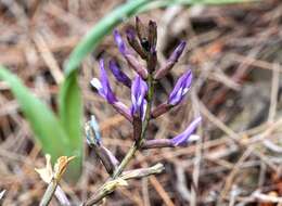 Sivun Astragalus muelleri Steudel & Hochst. kuva