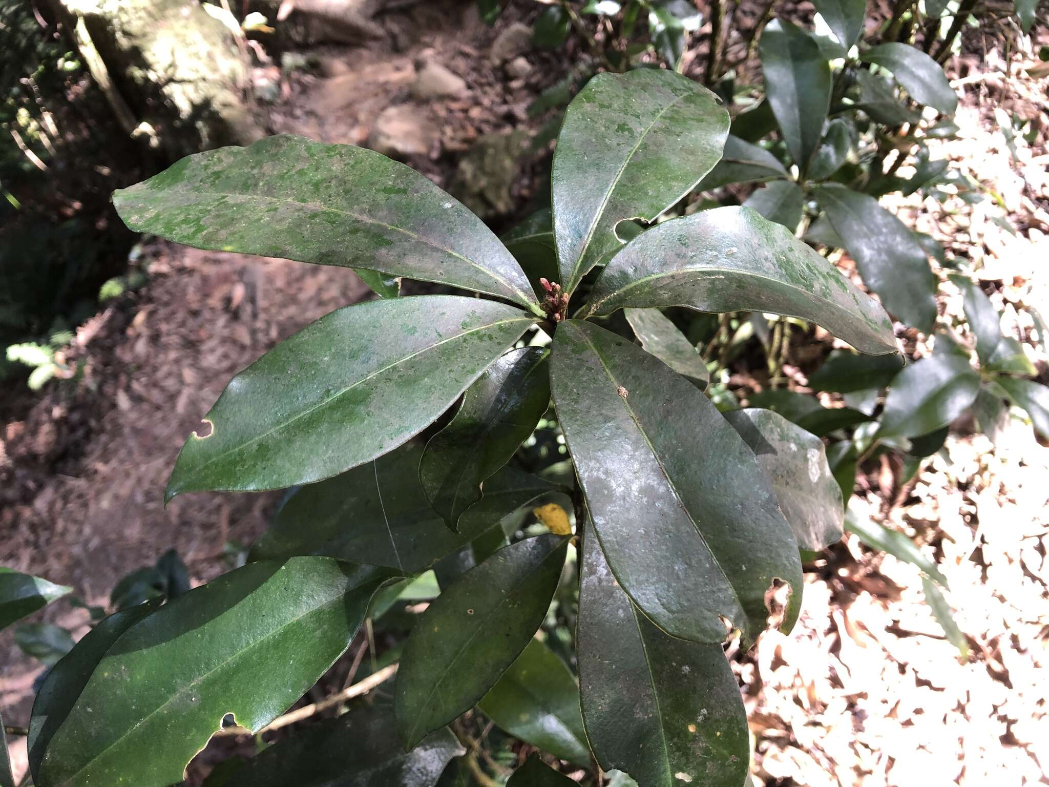 Image of Skimmia japonica subsp. distinctevenulosa (Hayata) T. C. Ho