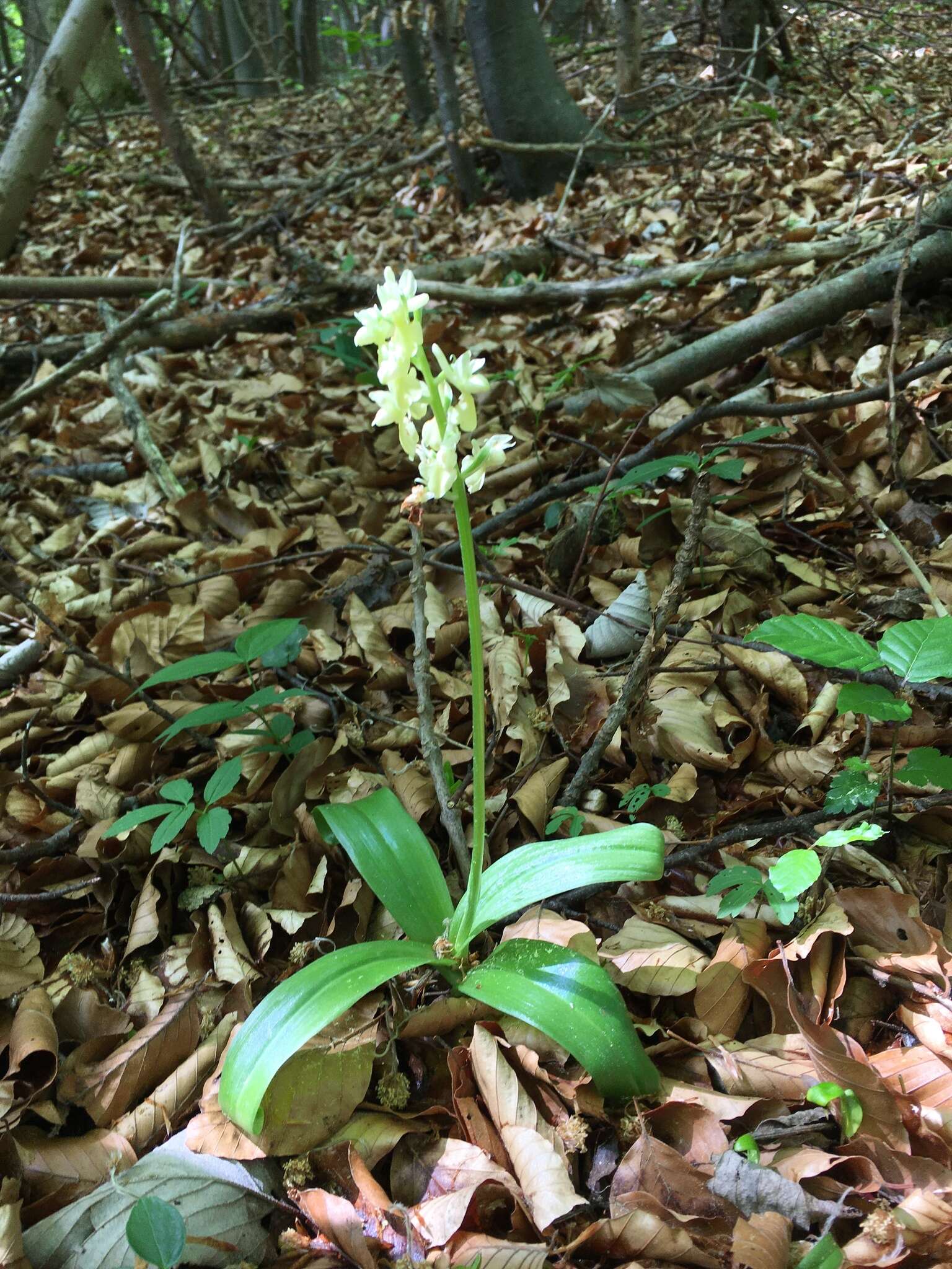 صورة Orchis pallens L.