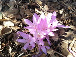 Image of Colchicum feinbruniae K. Perss.