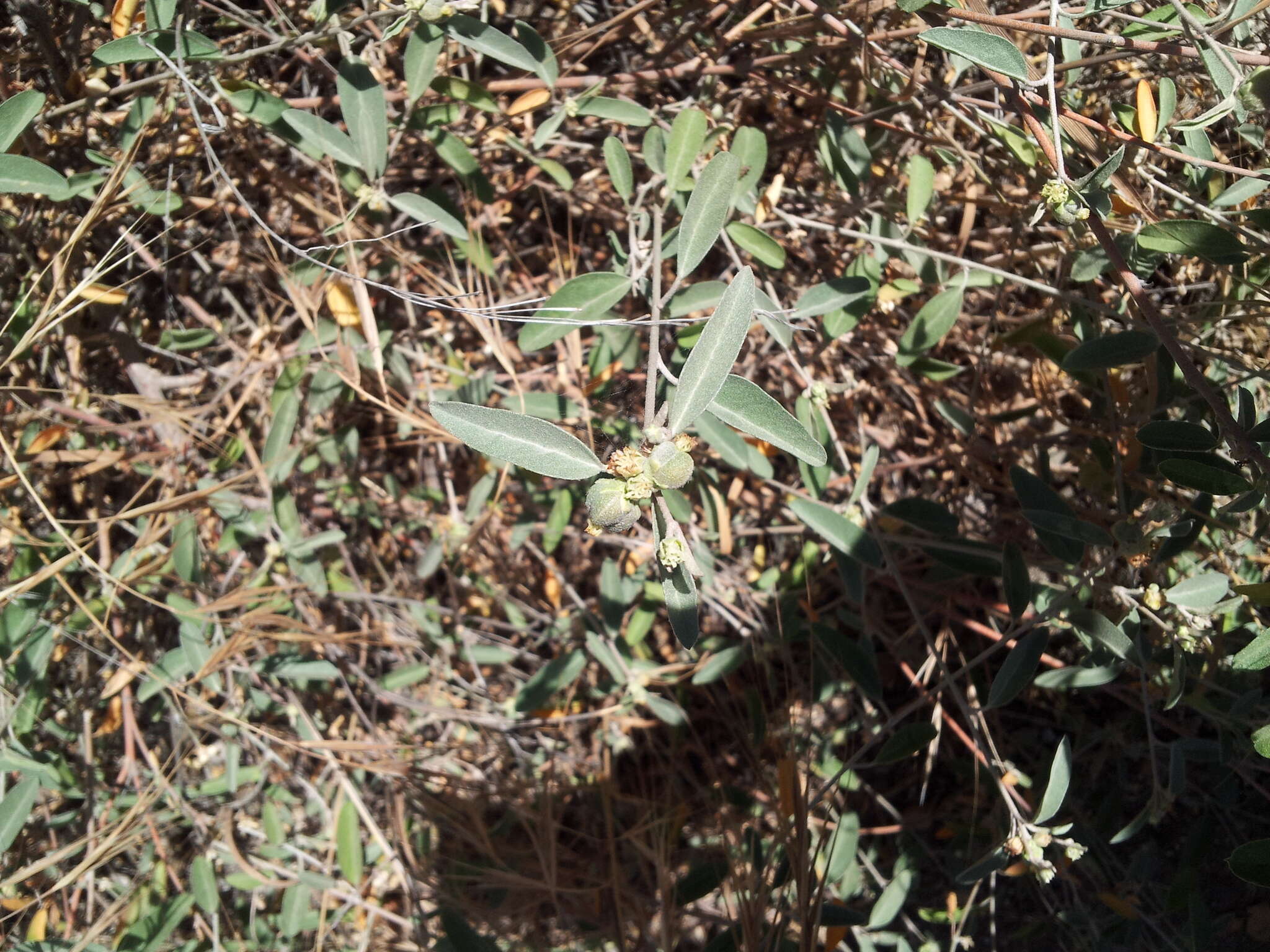 Слика од Croton californicus Müll. Arg.