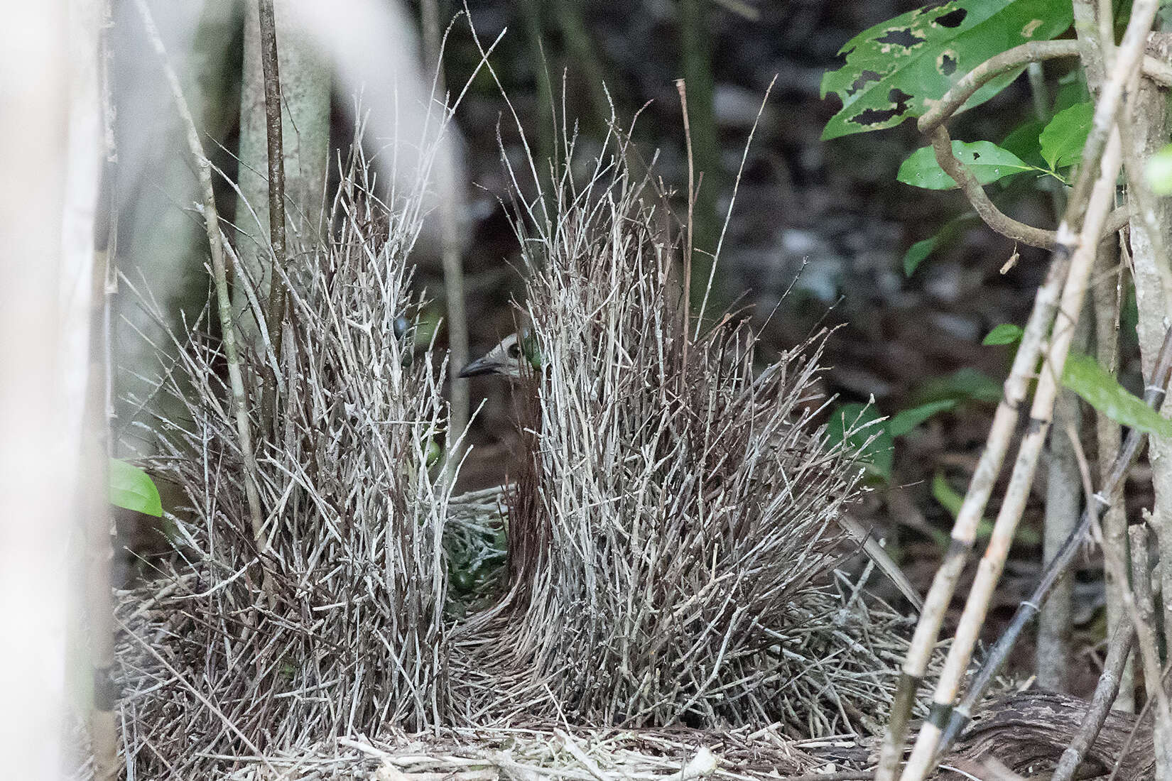 Image of Fawn-breasted Bowerbird