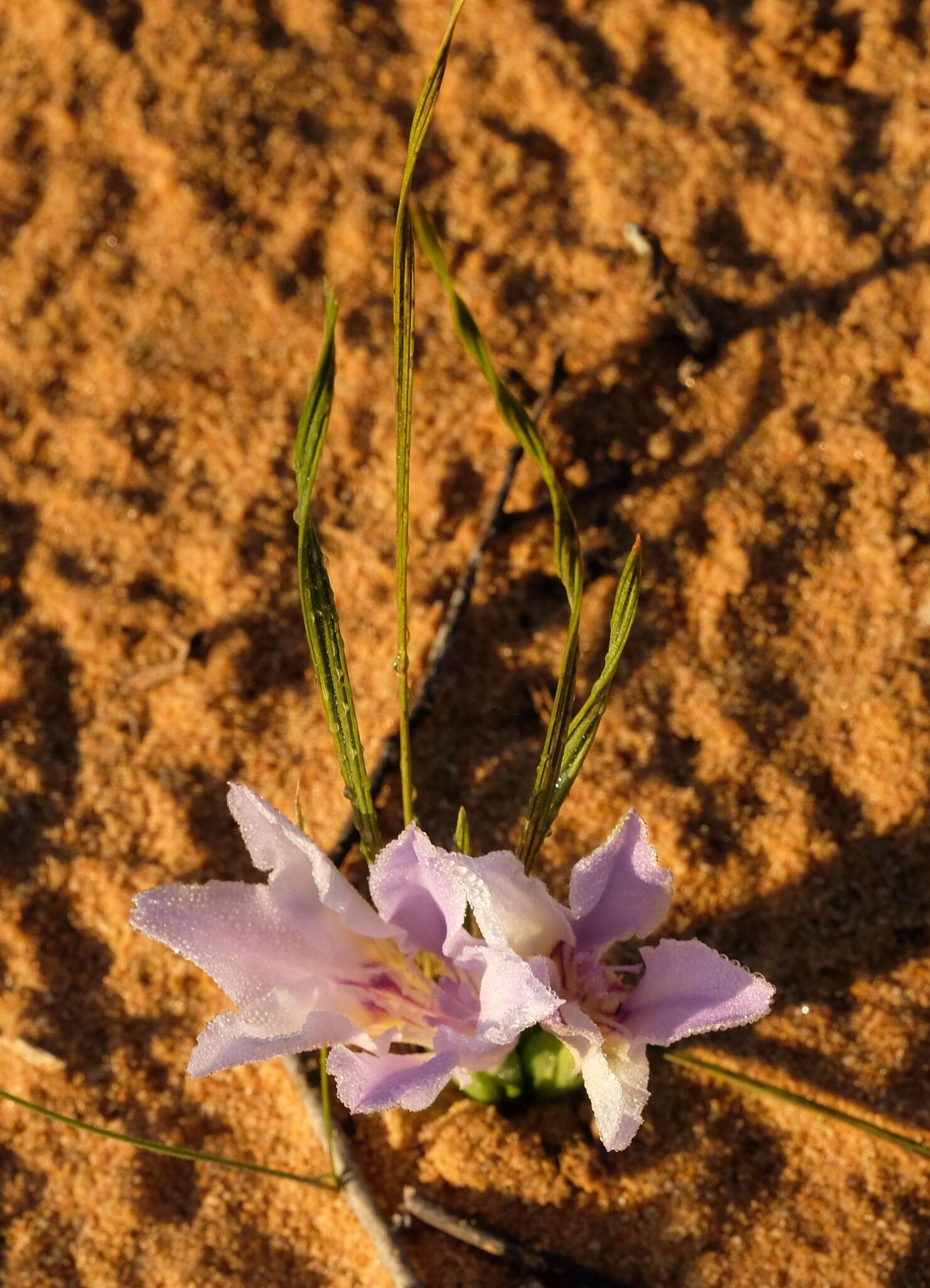 Image of Babiana grandiflora Goldblatt & J. C. Manning