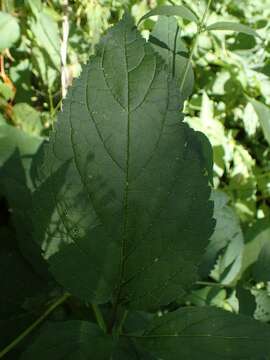 Image de Scrophularia marilandica L.