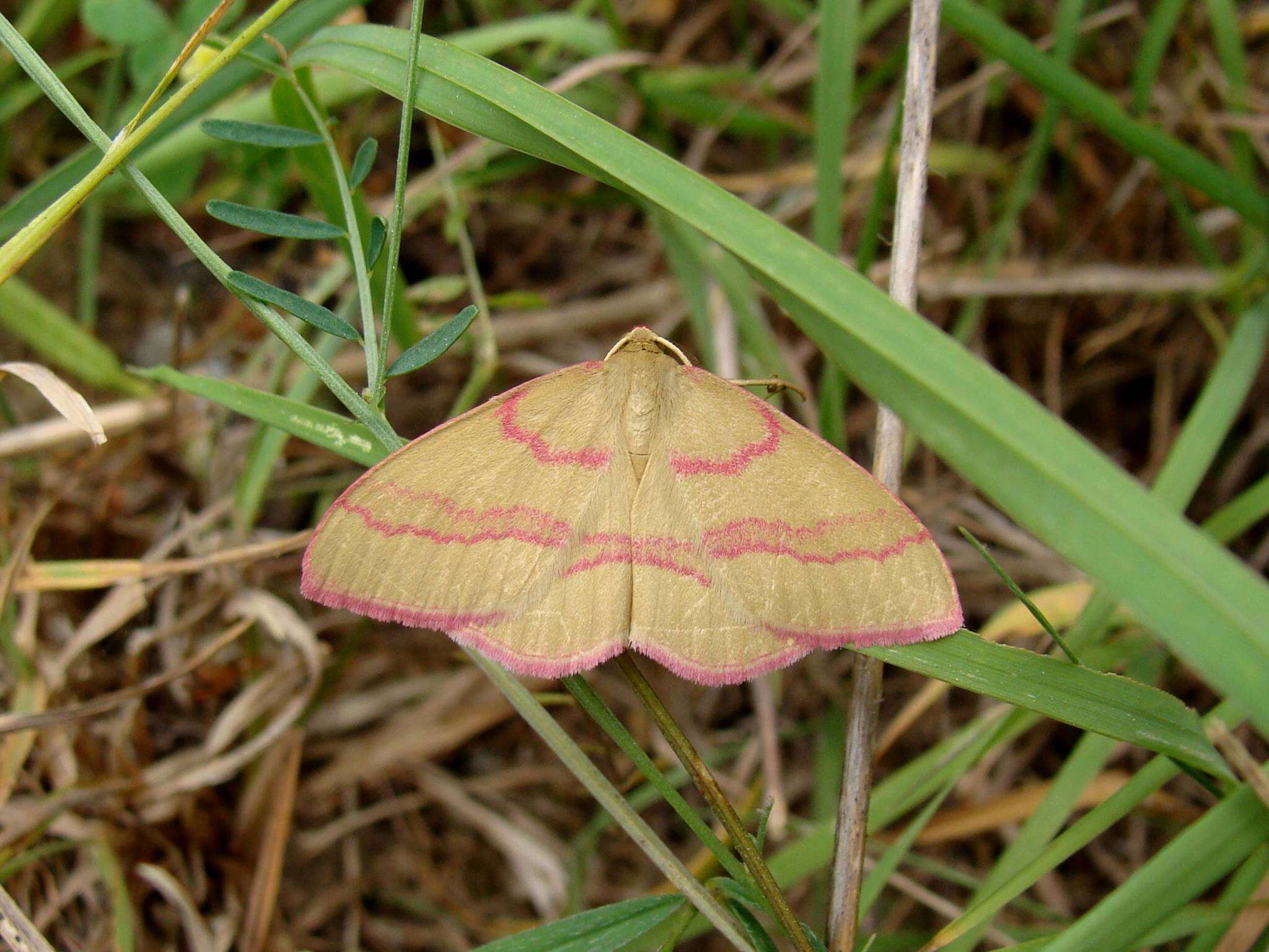 Rhodostrophia calabra Petagna 1787 resmi