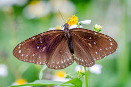 Image of Euploea midamus Linnaeus 1758