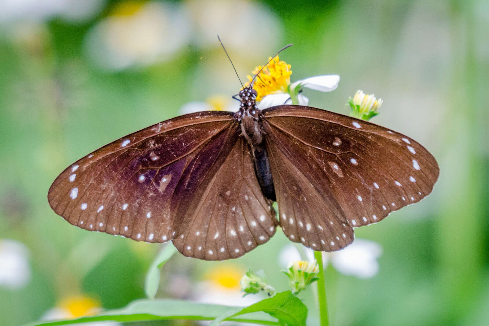 Image of Euploea midamus Linnaeus 1758