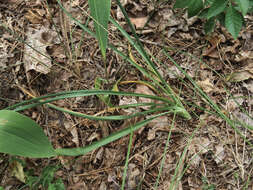 Image of Branched St Bernard's lily