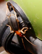 Imagem de Brachinus (Neobrachinus) adustipennis Erwin 1969