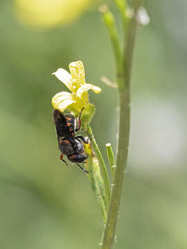 Image de Pseudoanthidium canariense (Mavromoustakis 1954)