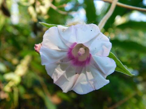 Image of Ipomoea involucrata Beauv.