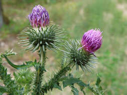 Image of curly plumeless thistle