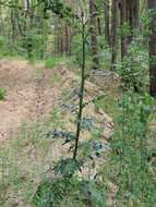 Image of curly plumeless thistle