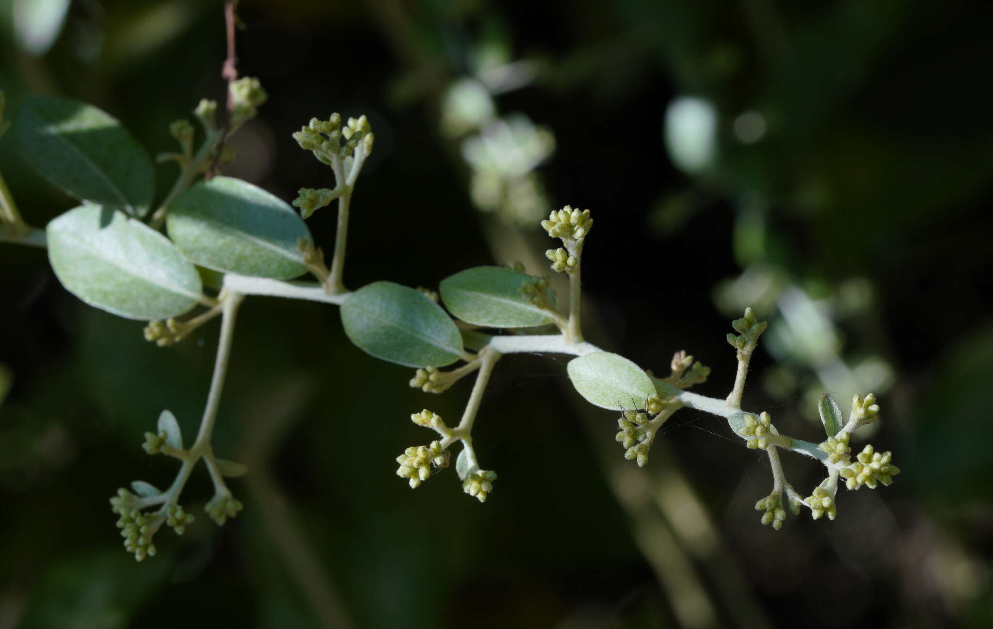 Tarlmounia elliptica (DC.) H. Rob., S. C. Keeley, Skvarla & R. Chan resmi