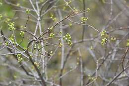 Image de Euphorbia schlechtendalii Boiss.