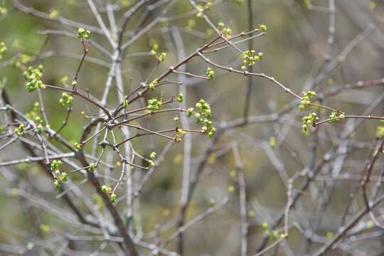 Image de Euphorbia schlechtendalii Boiss.