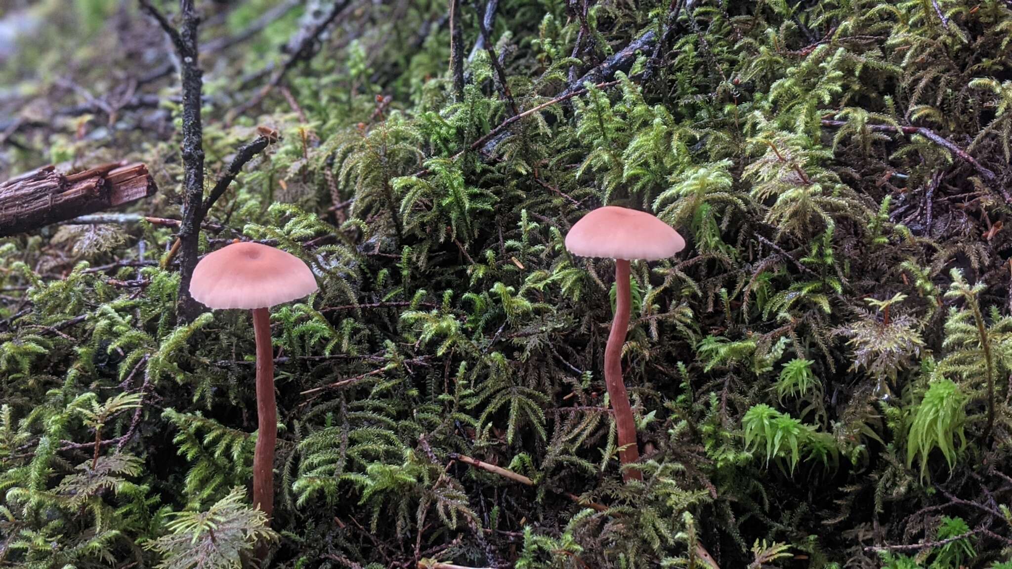 Image of Laccaria nobilis A. H. Sm. 1984