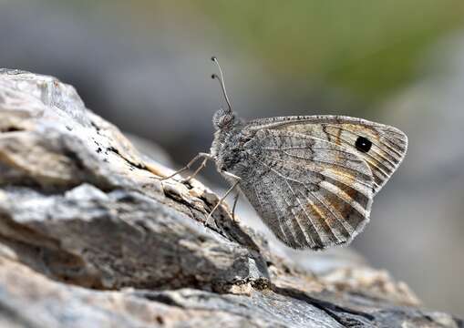 Слика од Pseudochazara graeca Brown